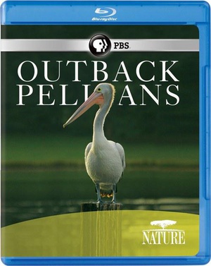 Nature.Outback.Pelicans.2011.720p.BluRay.x264-SADPANDA