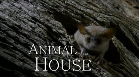 自然世界：动物之家 The Natural World: Animal House (2011)